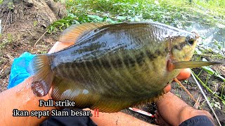 Gak disangka..! ternyata ikan sepat Siam semua kumpul di sini || Full strike dari awal sampai akhir