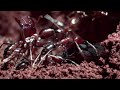 Ant Nest Made Entirely Out of ANTS! | Natural World: Ant Attack | BBC Earth