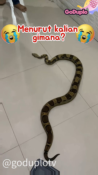 Ada Ular Besar , Masuk Rumah 😱😱 #rayaindishorts #hewan #shorts