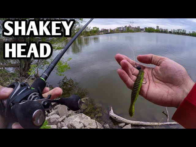 Bank Fishing with a Shakey Head (Finicky Bass) 