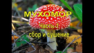 Мухоморы. Часть - 1 сбор и сушка.