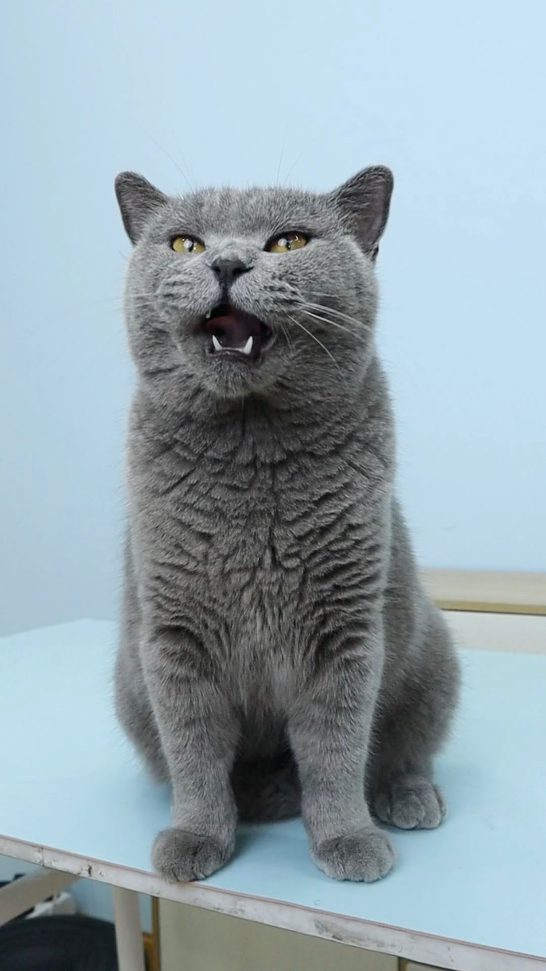 Don't Charge⚡, Or You'll Turn Into A Delicious Dinner??️ #funnycat #catmemes #trending