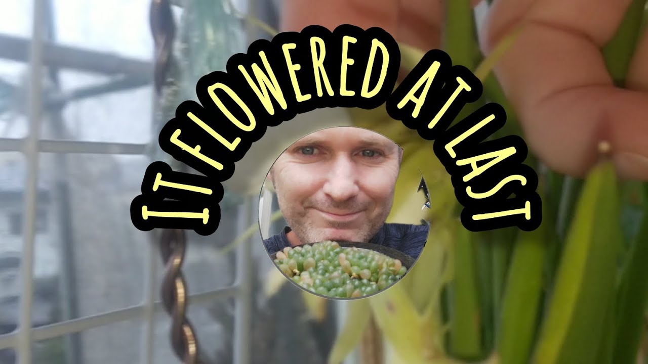 Orchid updates (Spring Rains) 😙🙌🌿