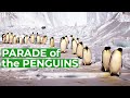 Wildlife Just Penguins Free Documentary Nature