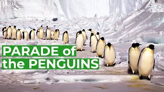 Wildlife  Just Penguins | Free Documentary Nature