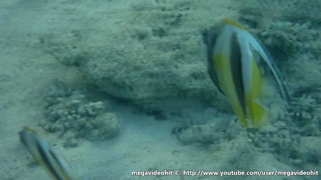 Red Sea bannerfish Красноморская флаговая кабуба Heniochus intermedius