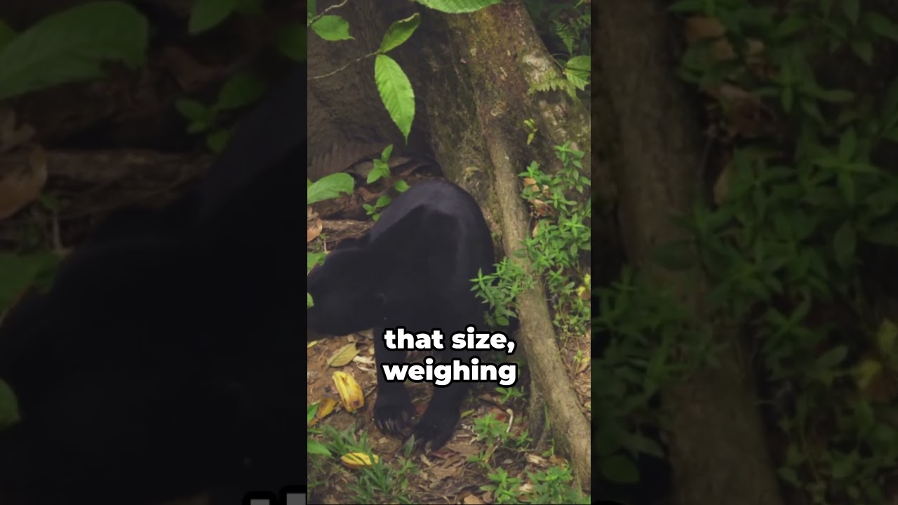 Bear-y Interesting: 3 Fun Facts About Bears 