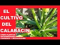 💚 EL CULTIVO DEL CALABACIN 2019 🌱 COMO PLANTAR CALABACINES  Enfermedades Cuidados y Recoleccion