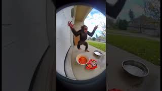 Famous Monkey eating spicy buldak noodles 🍜🥵🤣#highlights #funny Wealth