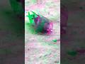 Edit for Pigeon #edit #edits #2026 #cool