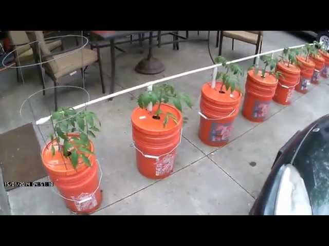 Easy Watering Self Watering Bucket System Growing In Buckets