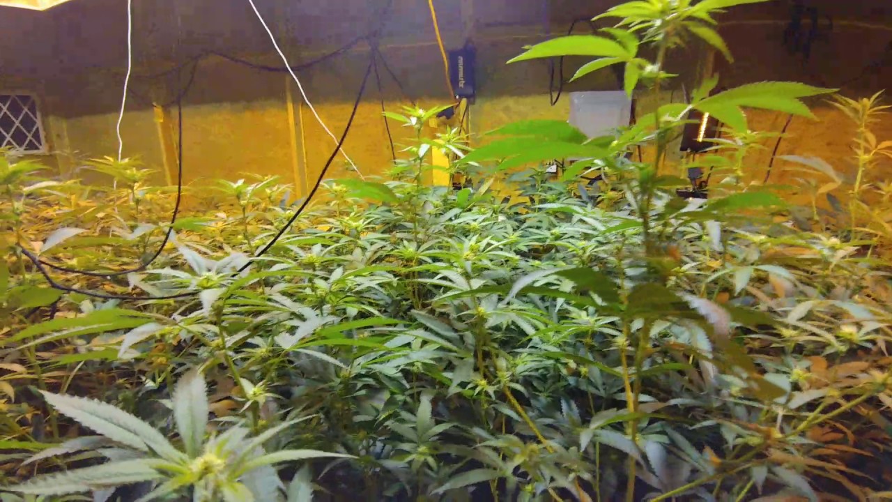 Gorilla Skyberry Week 2