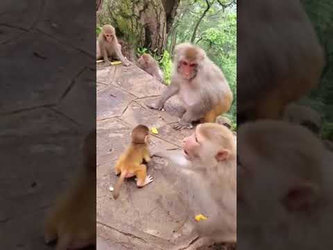 Animal S Motherhood الأمومة عند الحيوانات 