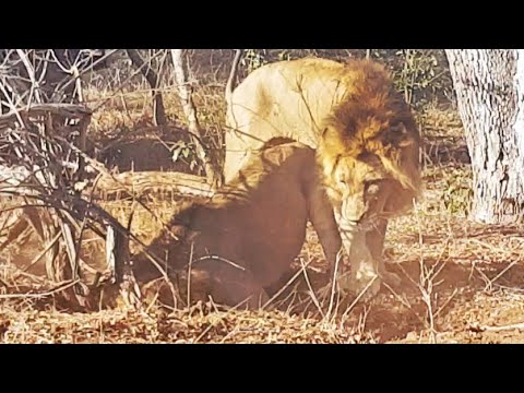 2 Male Lions Dig Out Warthog from Burrow