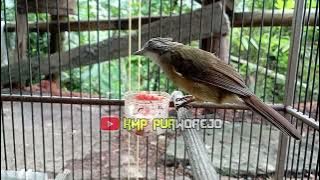 siulan cak jenggot betina merangsang bunyi #muraibatu #cucakjenggot #kicaumania