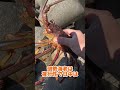 【衝撃映像】鯉を穴に落とすと…