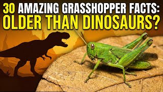 30 Amazing Grasshopper Facts: Older Than Dinosaurs?