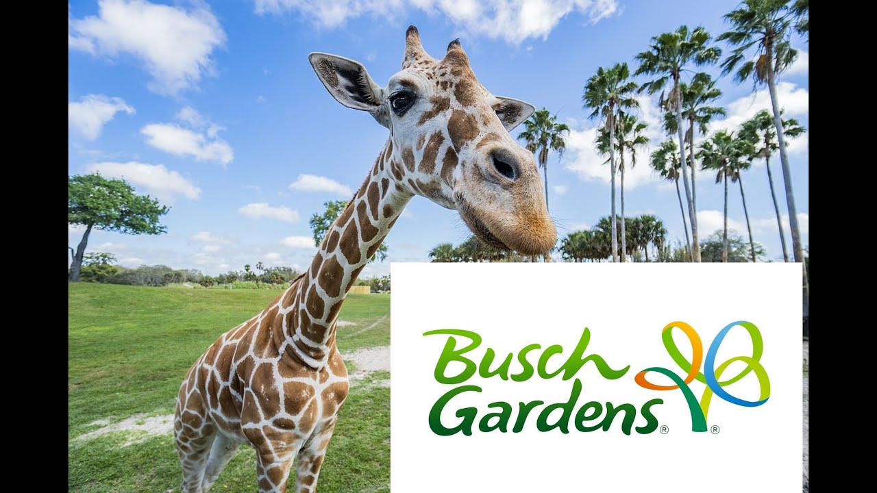 🎢 Wild Thrills & Safari Feels: A Busch Gardens Tampa Kind of Day 🦁☀️