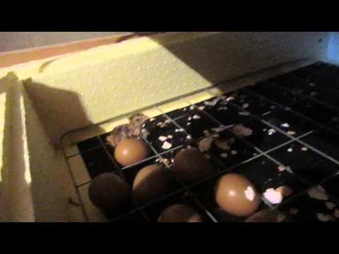 ხოხბის ლაპრები ინკუბატორში