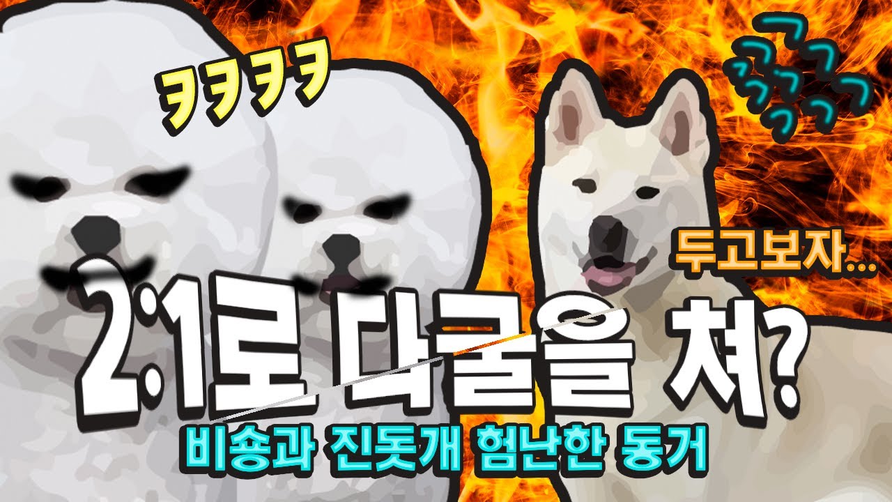 소형견 2마리에게 당하고 복수를 다짐하는 진돗개? 