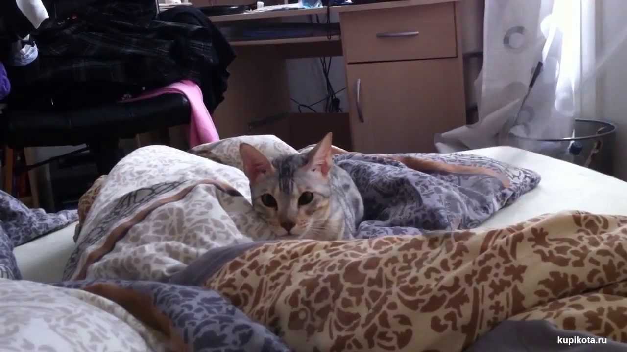 Серенгети порода кошек - YouTube