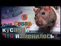 Крыса "жрун" с химическим ожогом двух глаз! 😪 Что поменялось? Севак - гулям, кусам! 🐭 (Fancy Rats) 🐭