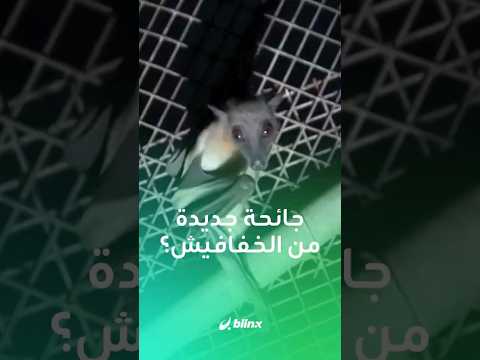 ما لا تعرفه عن ماربورغ القاتل هل يتحو ل إلى جائحة