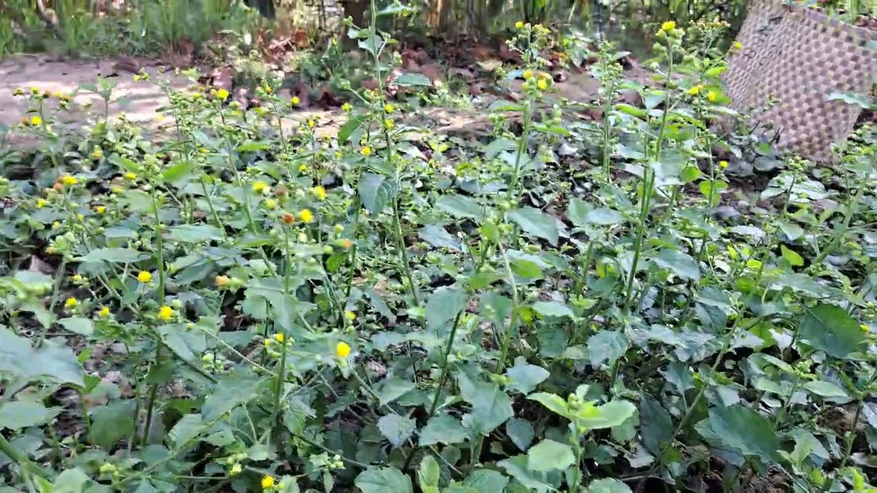 Thăm vườn rau má nhà Ngoại 