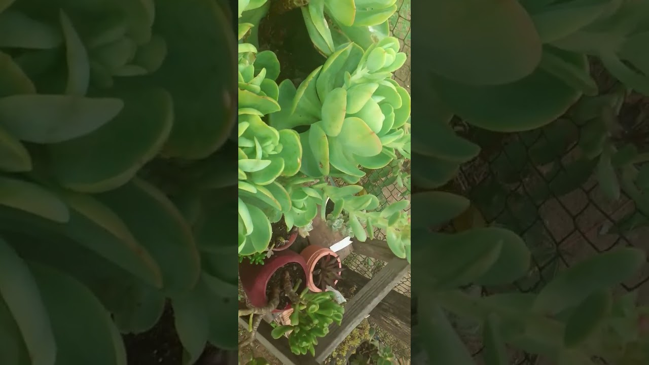Mostrando as hastes  florais das suculentas & primeiro floração da rosa de deserto achando na rua.🌹