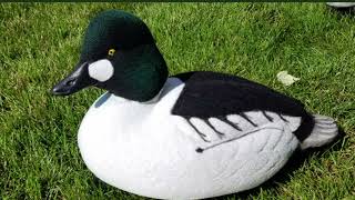 Flocking Decoys2 www.FlockingUnlimited.com