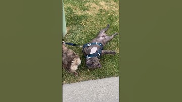 Less Of A Walk, More Of A Dragging Back Scratch || ViralHog