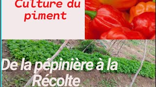 Comment cultiver le piment de A à Z : Pépinière, repiquage et récolte