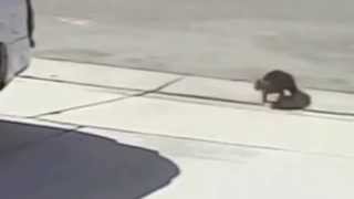 Territorial Cat - Thug Life