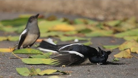 tiếng chòe than huýt chẹp chẹp chẹp không tạp âm kích thích bổi tìm chim rừng để bẫy