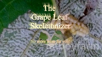The Grape Leaf Skeletonizer