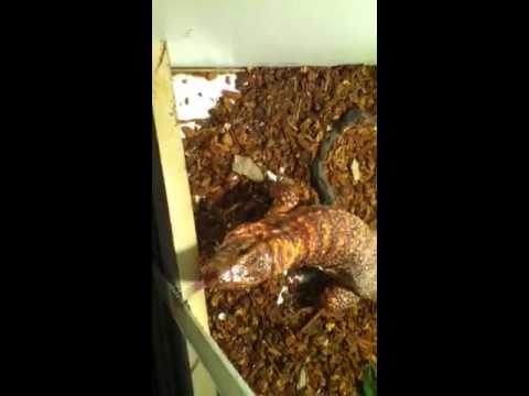 watershed Big reptile room update!!