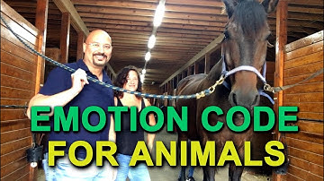 Emotion Code for Animals - The Wellness Codes