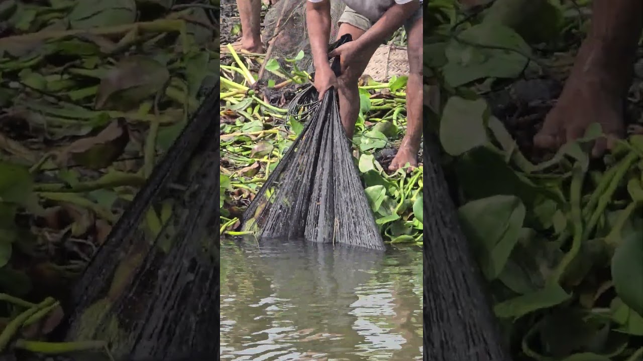 Amazing Net Fishing🐟🐟 