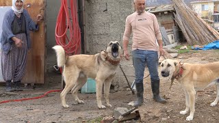 AFYONLU DUDU TEYZENİN SALDIRGAN ÇOBAN KÖPEKLERİ ! ( BACAĞIMI KÖPEK ISIRDI ) BU KÖPEKLER KANGAL MI ?