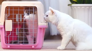 Funny cats -The fight of the cat to the new home by Pet Protection  58,774 views 1 year ago 18 minutes