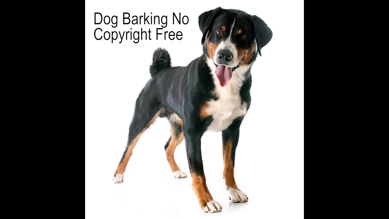 Barking sound. (Sounds Copyrighted by Sound Dogs..