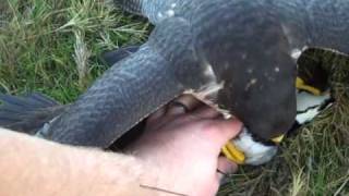 Pancho Takes A Hooded Merganser