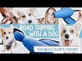 ROADTRIP WITH A DOG | My Corgi Gets Her Favorite Toy