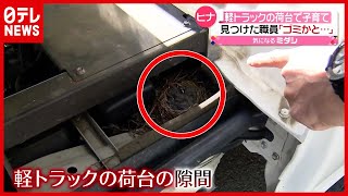 どうやって子育て？ 軽トラック荷台に“５匹のヒナ”…発見者「縁が結んだ奇跡」　京都（2021年5月31日放送「news every.」より）