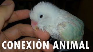 CONEXIÓN DE AMOR CON KIKO 🐥 Relajar a un agapornis con caricias