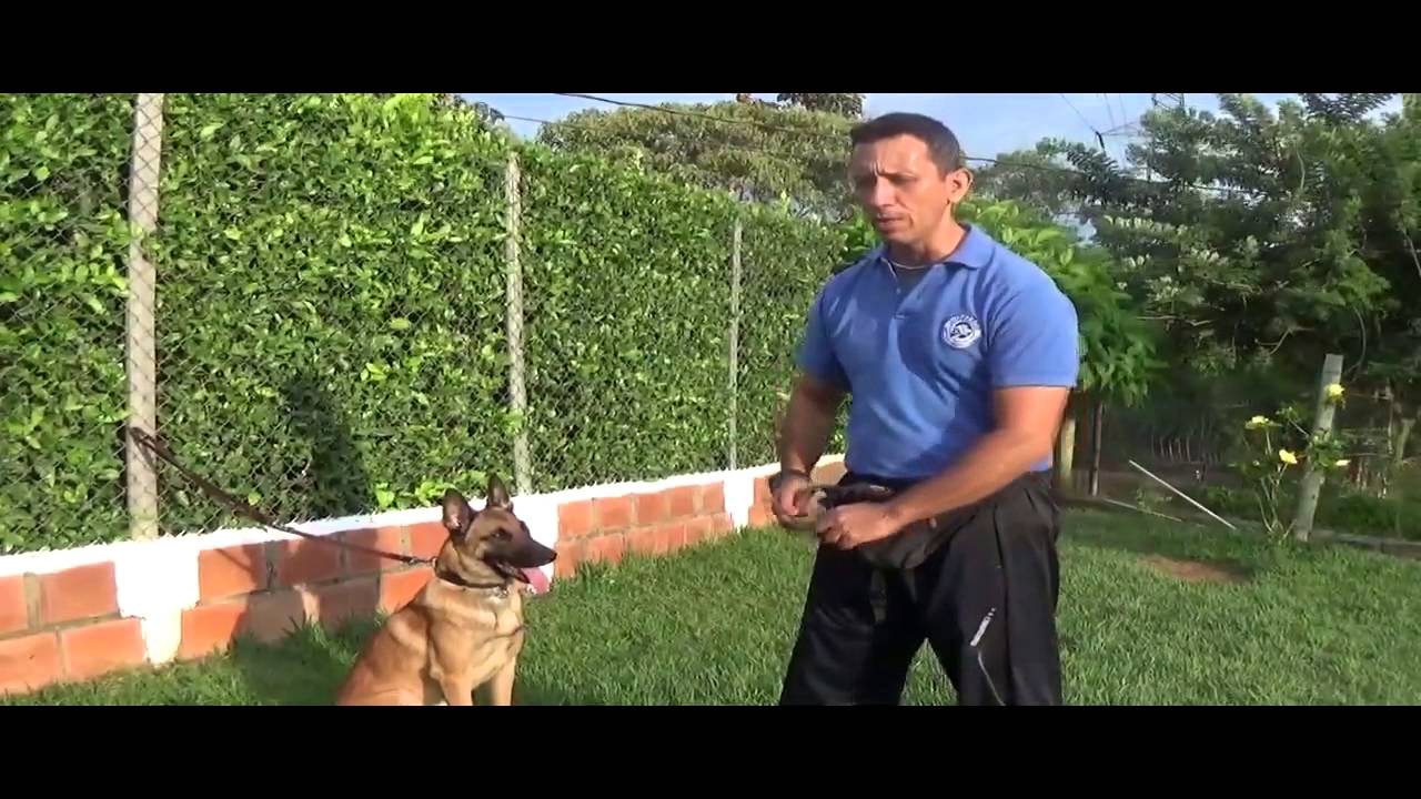 como enseñarle trucos a tu perro clase 6