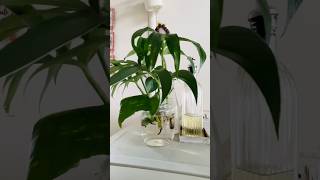 #dinningtabledecor #fypシ゚viral #simpledecor #organicdesign #goviral