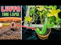 Luffa Plant Growing Time Lapse - Seed To Gourd (114 Days)