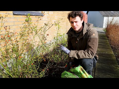 Video: Slik lukker du roser for vinteren: råd fra blomsterdyrkere