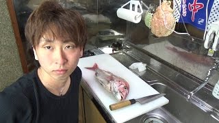 【無修正】ぶっつけ本番でマダイさばいてみた【ガチ】マダイのさばき方　皮引きまで